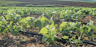 Green Beans Crop