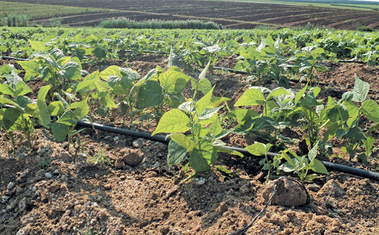 Agri park empowers youth through veggie farming project Agri park empowers youth through veggie farming project