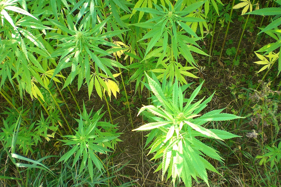 Hemp production could soon be legal