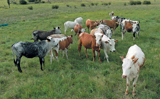 A unique farm-to-fork Nguni operation A unique farm-to-fork Nguni operation