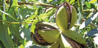 Shot hole borer pest found in SA pecan trees