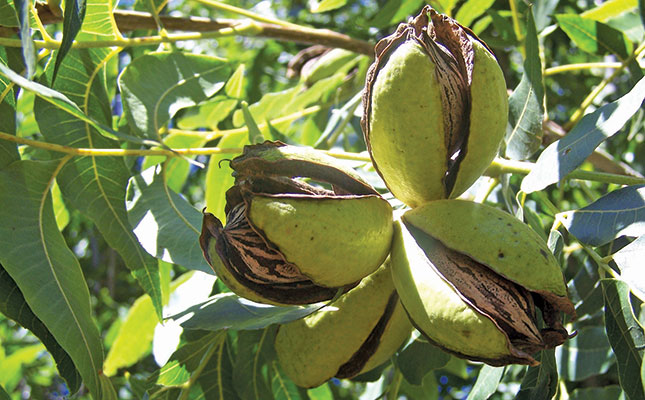 Shot hole borer pest found in pecan trees