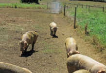 Some bacterial and parasitical pig diseases