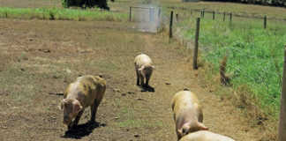Some bacterial and parasitical pig diseases