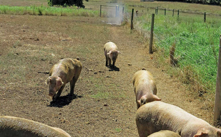 Some bacterial and parasitical pig diseases to look out for