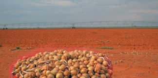 Hi-tech onion business delivering 200t a day!