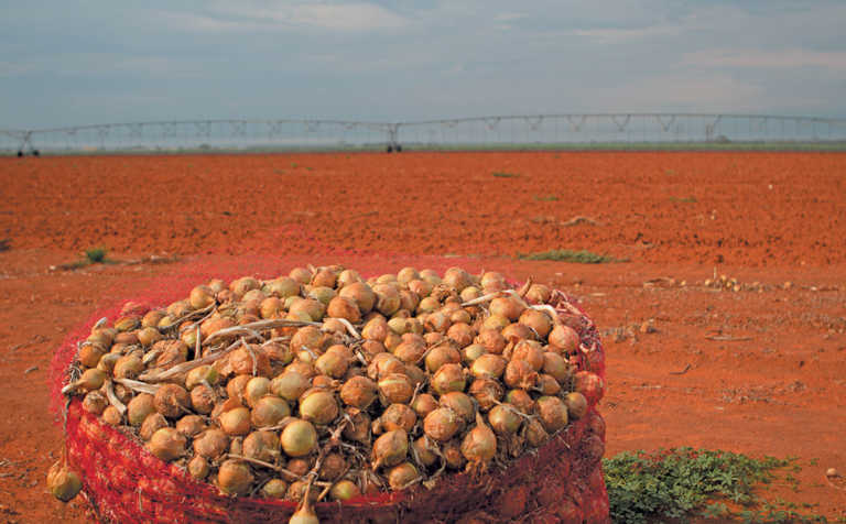 Hi-tech onion business delivering 200t a day! Hi-tech onion business delivering 200t a day!