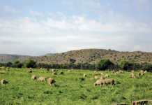 Land: access vs ownership