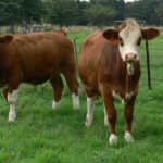 Simmentaler Cattle