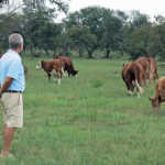 Hans Franck’s Macarara Simmentaler Stud