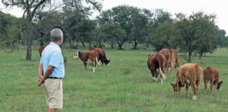 Hans Franck’s Macarara Simmentaler Stud