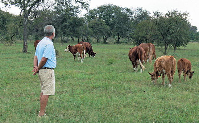 Small Simmentaler stud takes on the country’s best