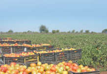 Fund farmers, not food