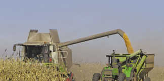 ‘Diesel now second highest input cost’ – Grain SA