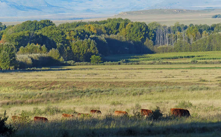 How Nerpo boss and his sister rescued a land reform farm How Nerpo boss and his sister rescued a land reform farm