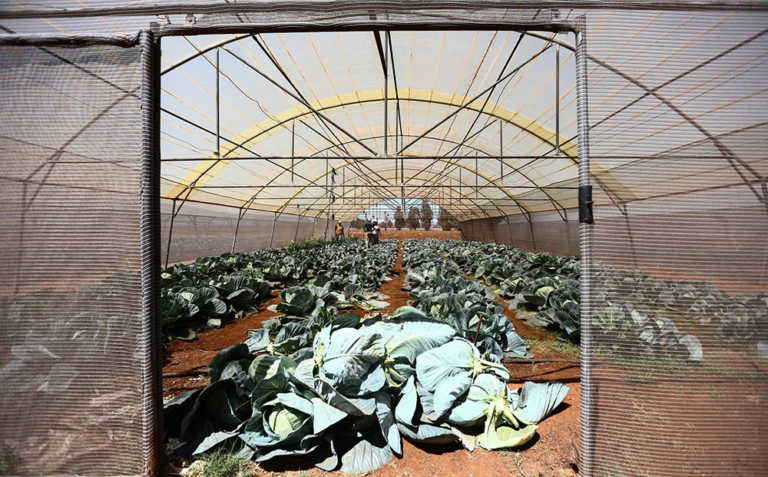 Creating sustainable growth through agriculture Creating sustainable growth through agriculture