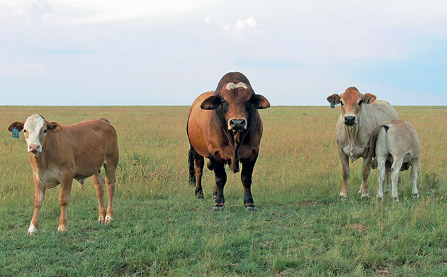 Scientific selection in beef cattle breeding