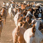 Indigenous veld goats