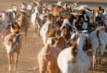 Indigenous veld goats