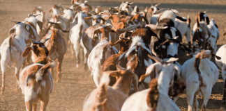 Indigenous veld goats