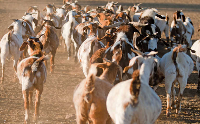 Indigenous veld goats: A family’s profitable passion Indigenous veld goats: A family’s profitable passion