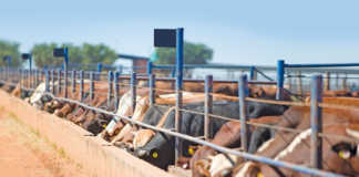Cattle at a feedlot