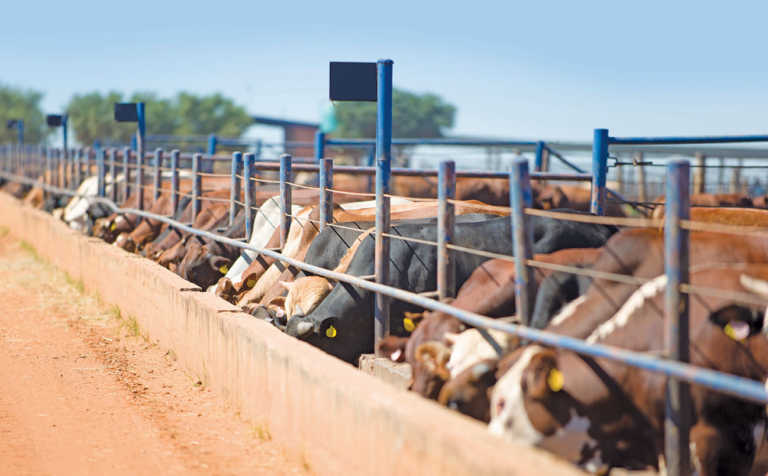 Growing out and fattening cattle in a feedlot