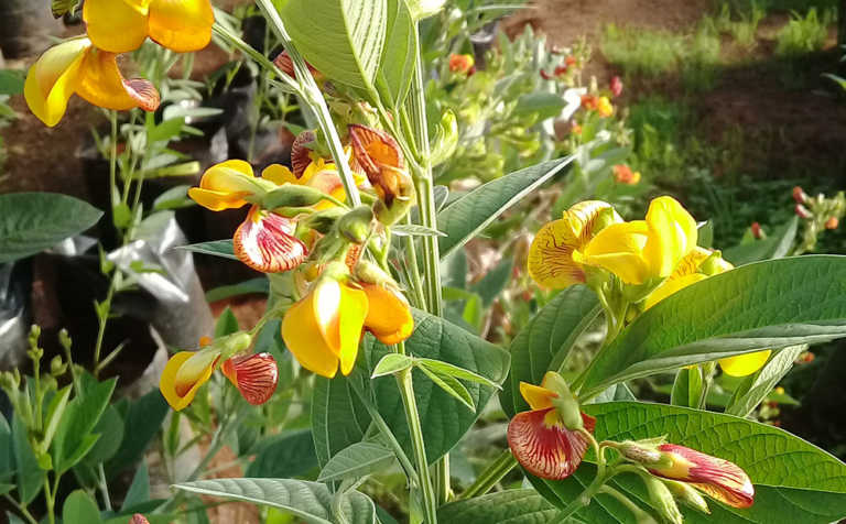 Research shows benefits of protein-rich pigeon pea Research shows benefits of protein-rich pigeon pea