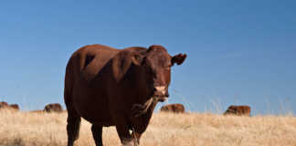 Bonsmara stud cow