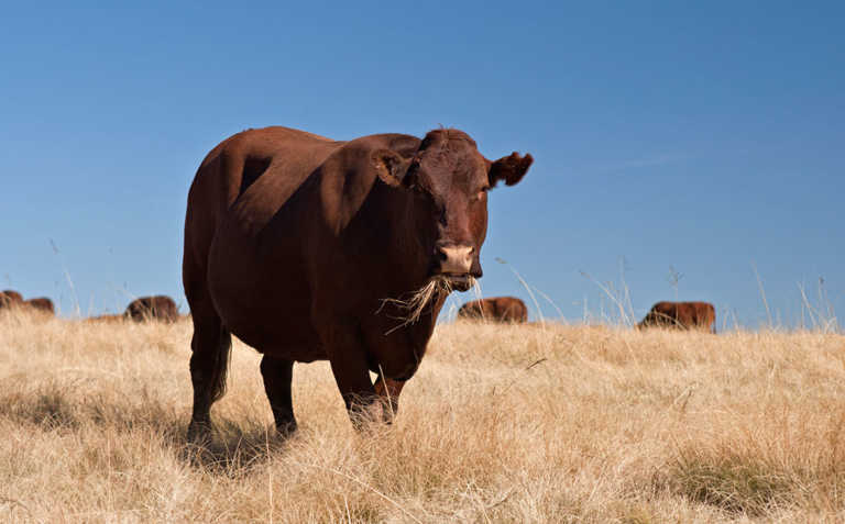 Pregnancy: the key economic trait in a beef operation