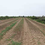 Sandveld