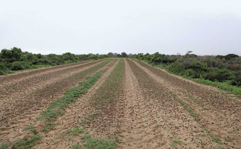 Niche farming: Organic seed production in the Sandveld