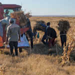 Sugar beans: A good harvest against the oddsSugar beans: A good harvest against the odds
