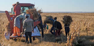 Sugar beans: A good harvest against the odds