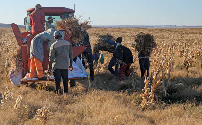 Sugar beans: A good harvest against the odds