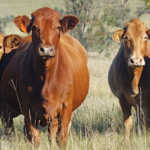 Beefmaster cattle