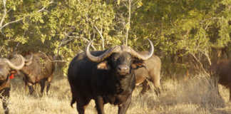 Buffalo bull