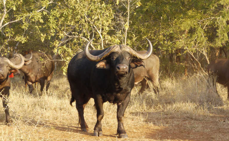 Concern about declining Cape buffalo trophy quality Concern about declining Cape buffalo trophy quality