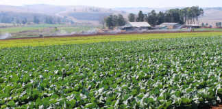 Agri SA aims to improve agri sector transformation