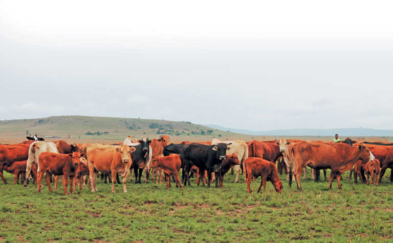 Livestock producers alerted to wireworm infestations Livestock producers alerted to wireworm infestations