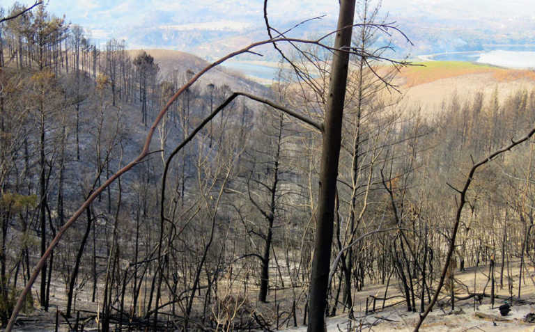 Invasive pines trees helped fuel 2017 Knysna fires – report