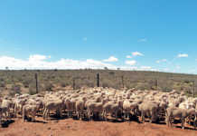 What butchers and abattoirs look for