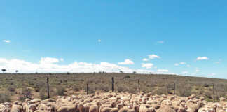 What butchers and abattoirs look for