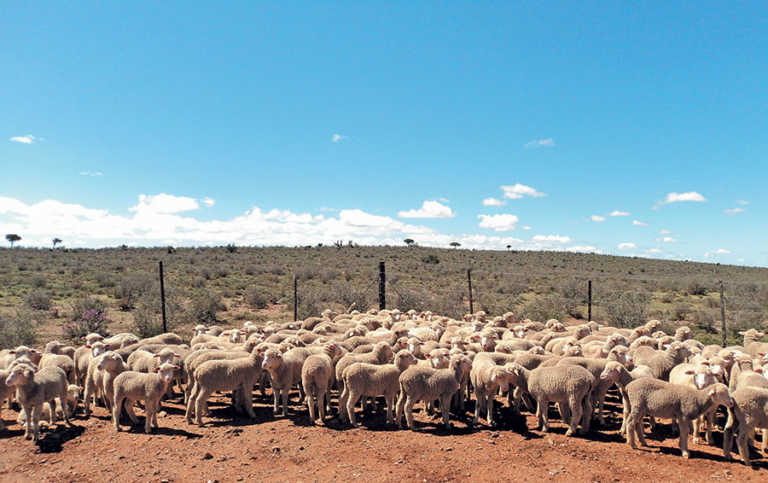 What butchers and abattoirs look for What butchers and abattoirs look for
