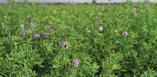 Lucerne crop