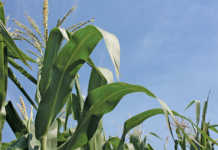 Maize crop