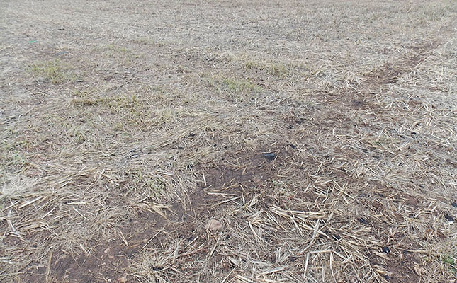 Growing a variety of soil microbes Growing a variety of soil microbes