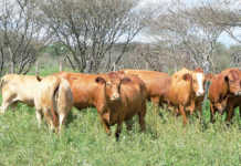 Cattle in Nambia