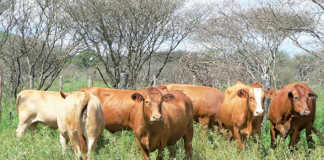 Cattle in Nambia