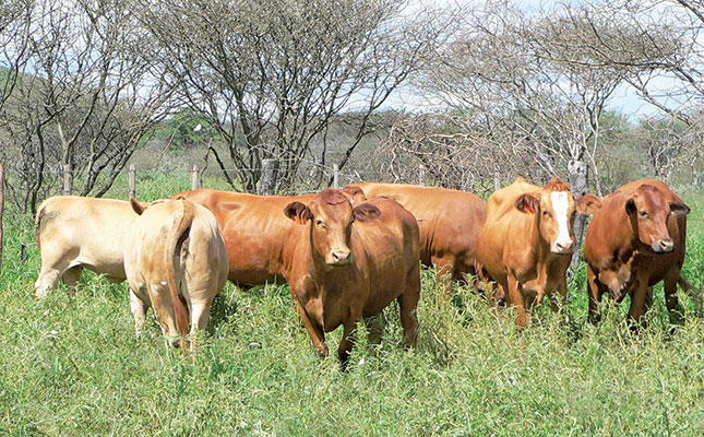 Cattle in Nambia